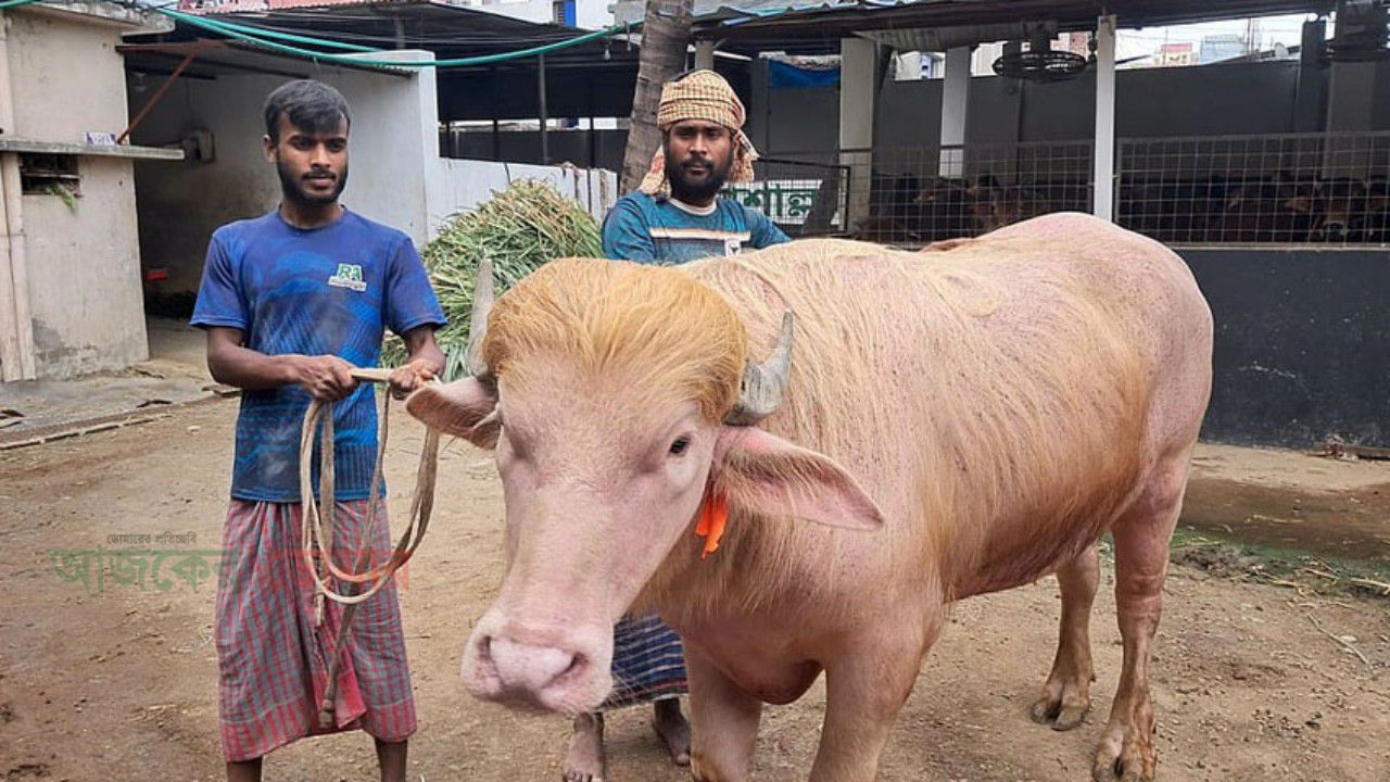 মানুষের নামে কোরবানির পশুর নাম, ইসলাম কী বলে