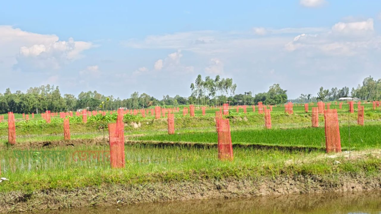 ৩৯ লাখ টাকার প্রকল্পে খাল খনন ও বৃক্ষরোপণ, মাস না যেতেই মরল তিন শতাধিক চারা