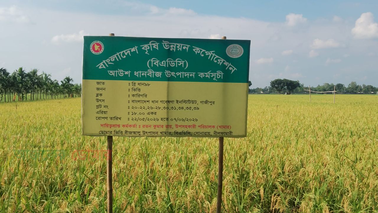 আলুর খামারে আউশের সোনালি বিপ্লব