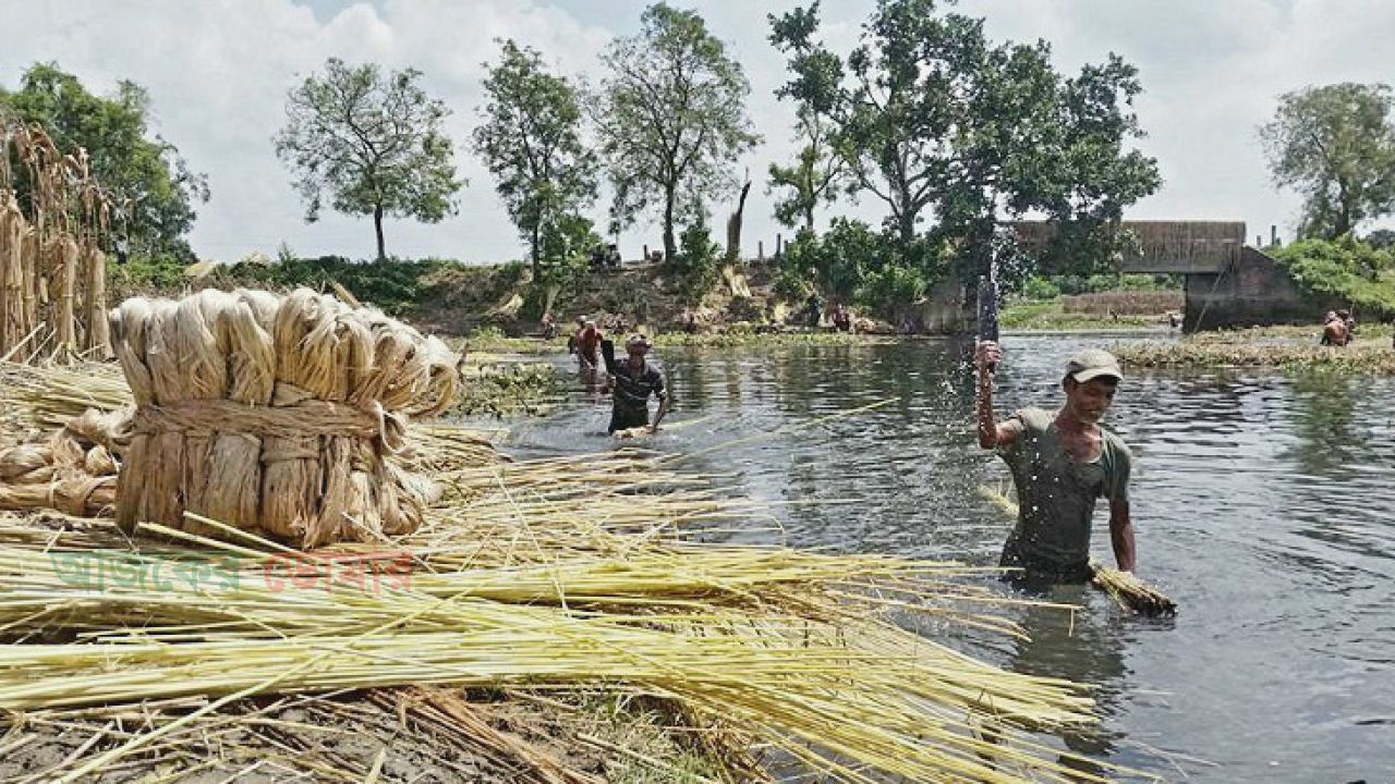 নীলফামারীতে কৃষকদের &lsquo;সোনালি আঁশ&rsquo;খ্যাত পাট চাষে আগ্রহ কমছে