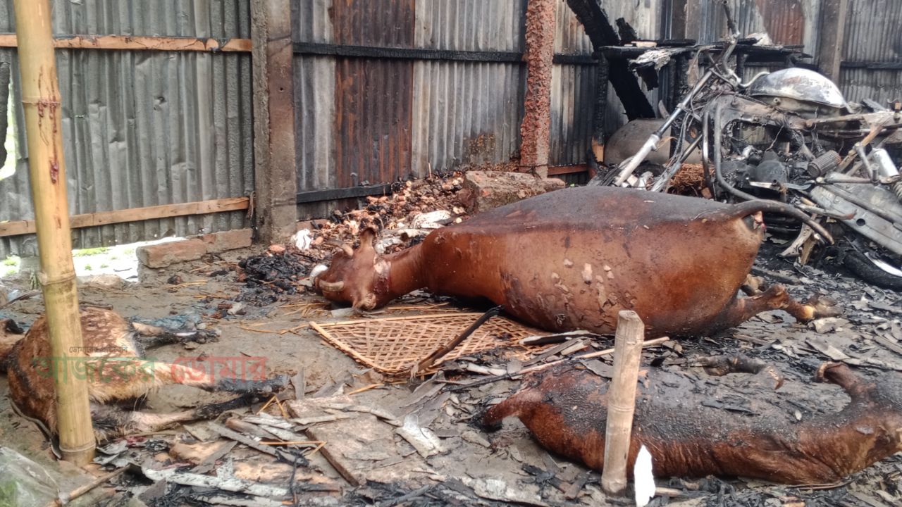 নাউতারায় মশার কয়েলের আগুনে ভয়াবহ অগ্নিকাণ্ড, ঘরবাড়িসহ পুড়ে ছাই গরু-ছাগল 