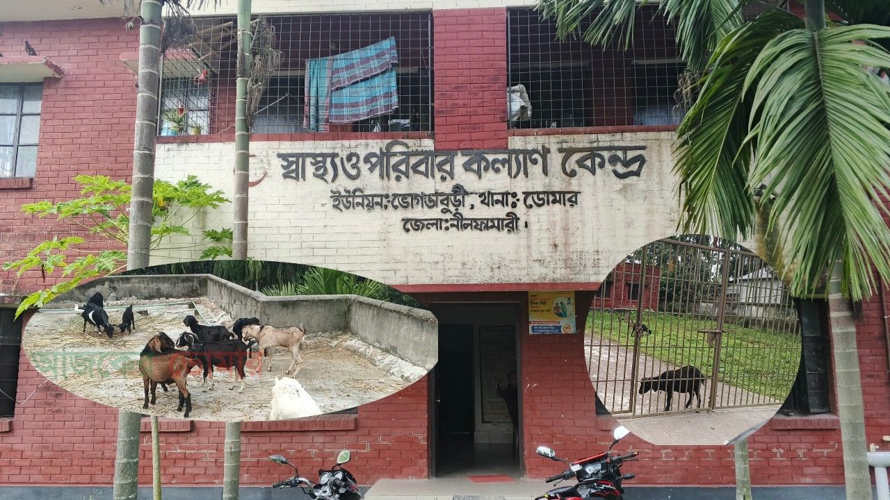 ডোমারে ইউনিয়ন স্বাস্থ্য ও পরিবার কল্যাণ কেন্দ্র এখন ছাগল ও হাঁসের খামার