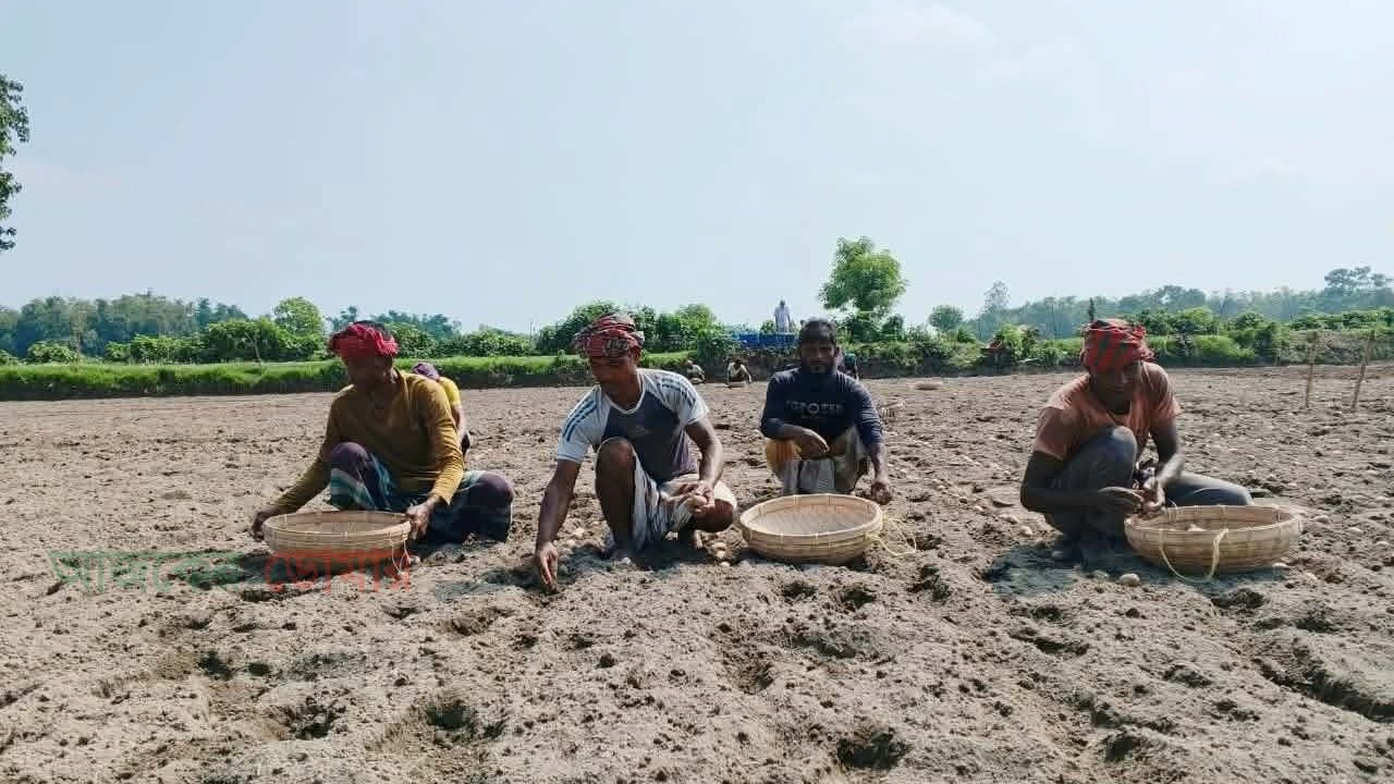 আগাম আলুতে বড় বিনিয়োগ, ভালো দামের আশায় ঝুঁকি নিচ্ছেন কৃষকেরা