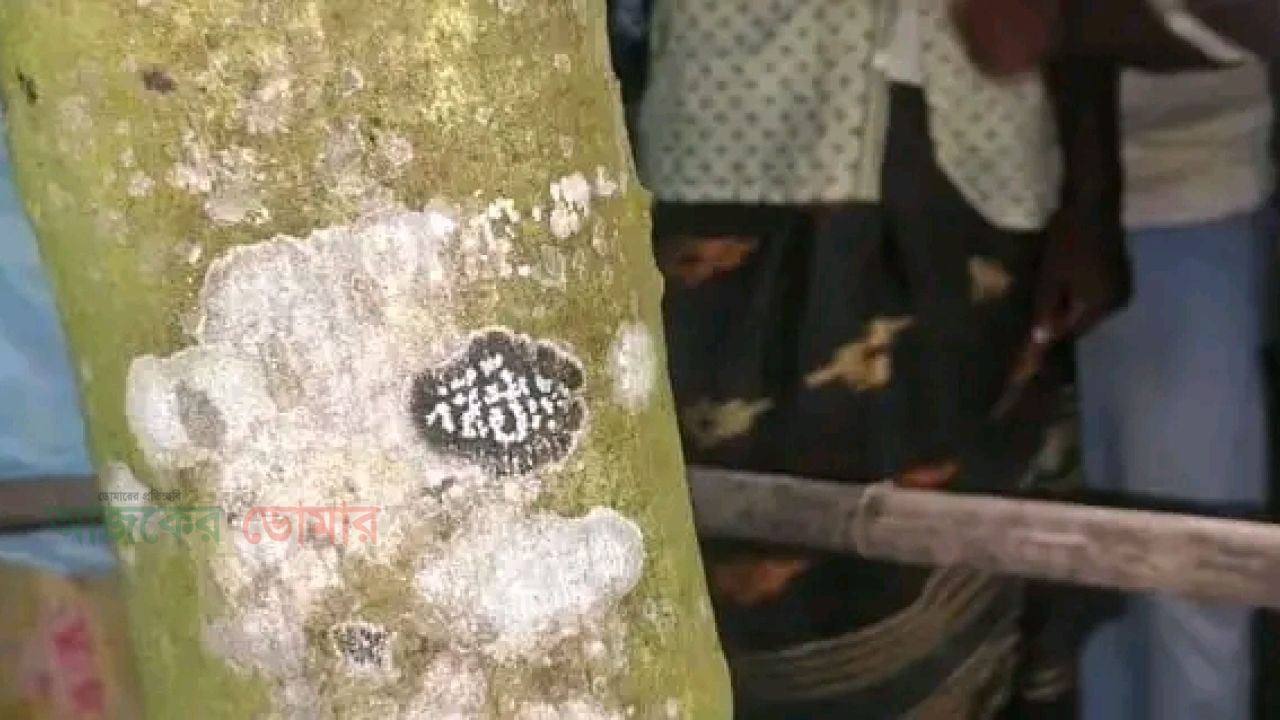 ডিমলায় কাঁঠালগাছের গায়ে ‘আল্লাহু’ নামের মতো দাগ, এলাকায় চাঞ্চল্য